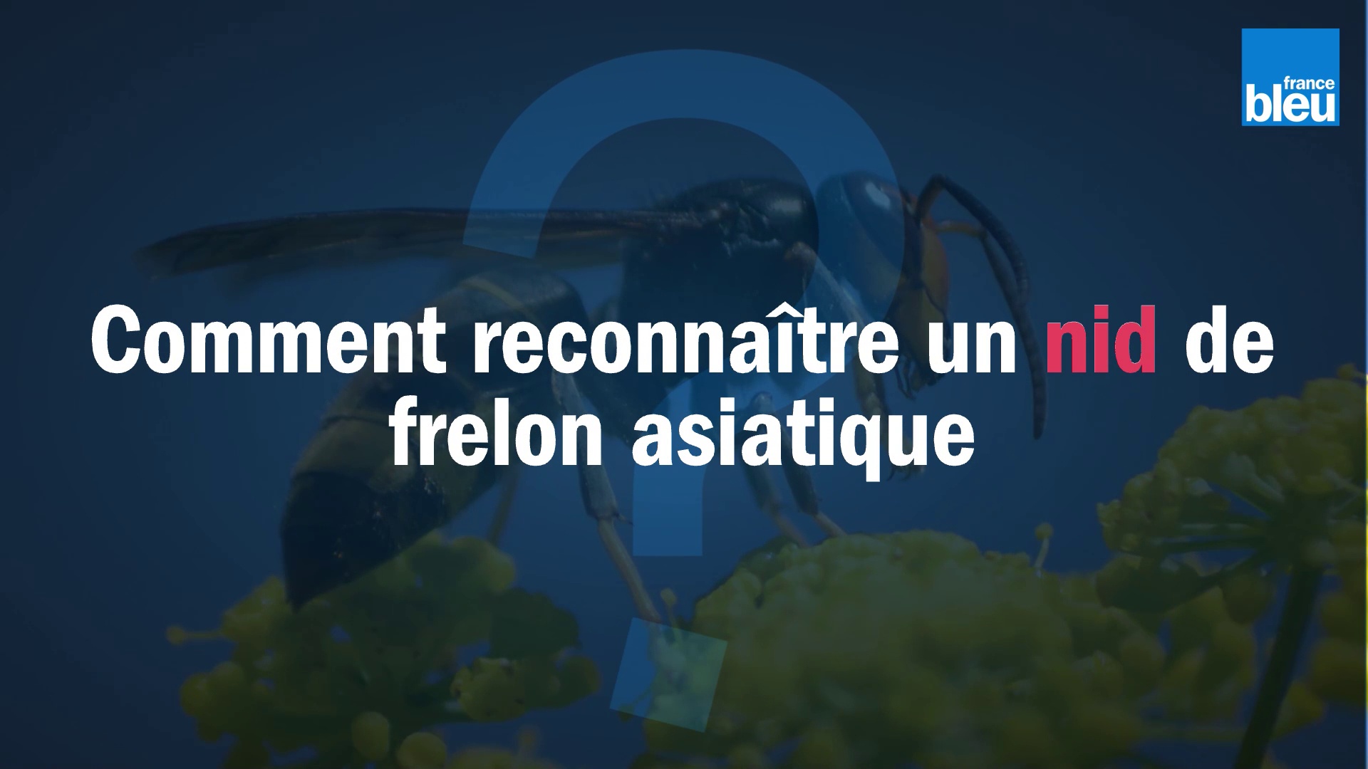 Dailymotion Comment reconnaître un nid de frelon asiatique ?